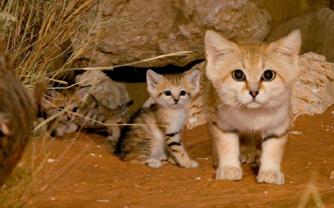6264810-18484060-R3L8T8D-900-sand-cats-kittens-forever-1__880-1470936758-650-d76399cace-1472287885